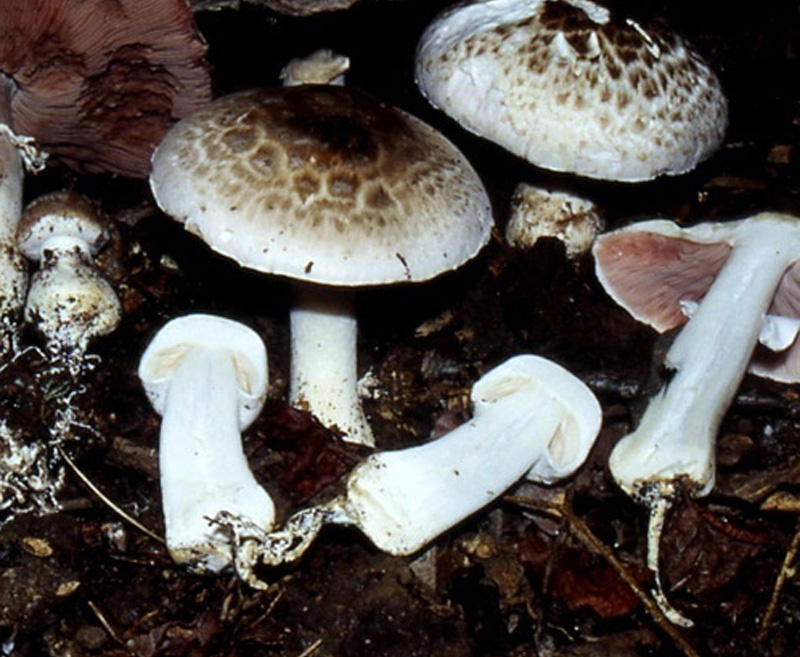 Agaricus